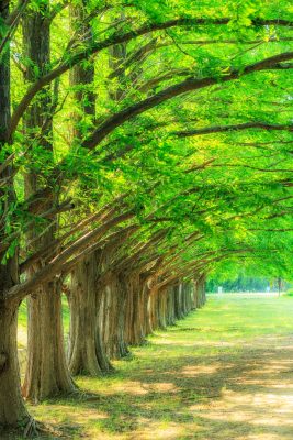 新緑に輝くメタセコイア並木