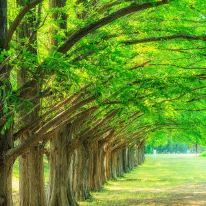石垣池公園の写真「新緑に輝くメタセコイア並木」