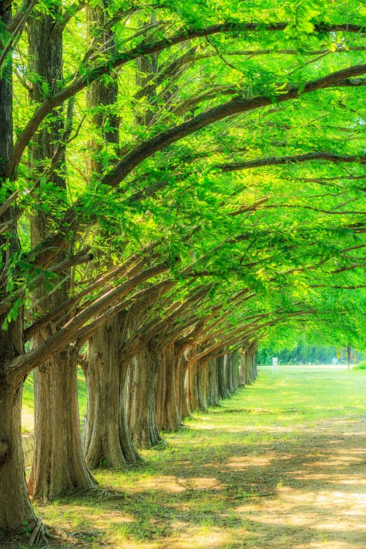 石垣池公園の写真「新緑に輝くメタセコイア並木」