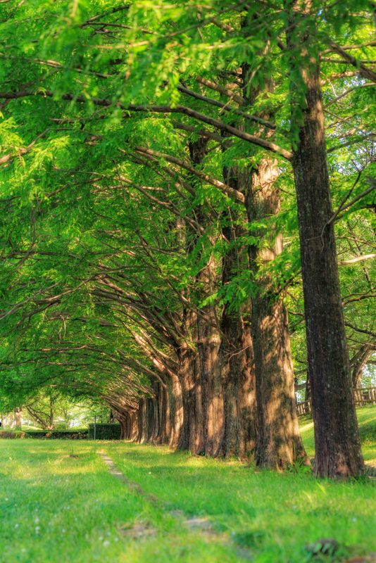 石垣池公園の写真「メタセコイア並木と芝生」