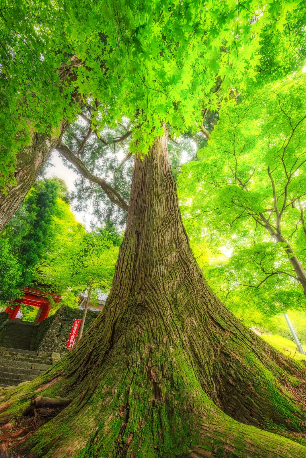 真福院の写真「生命力みなぎる大樹」