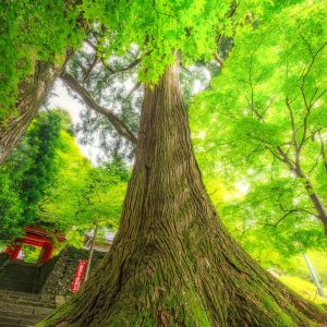 真福院の写真「生命力みなぎる大樹」