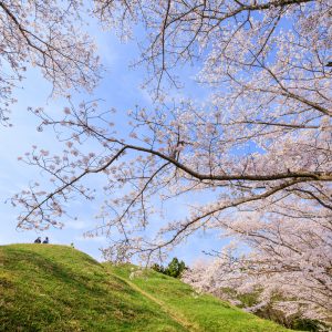 古墳でお花見