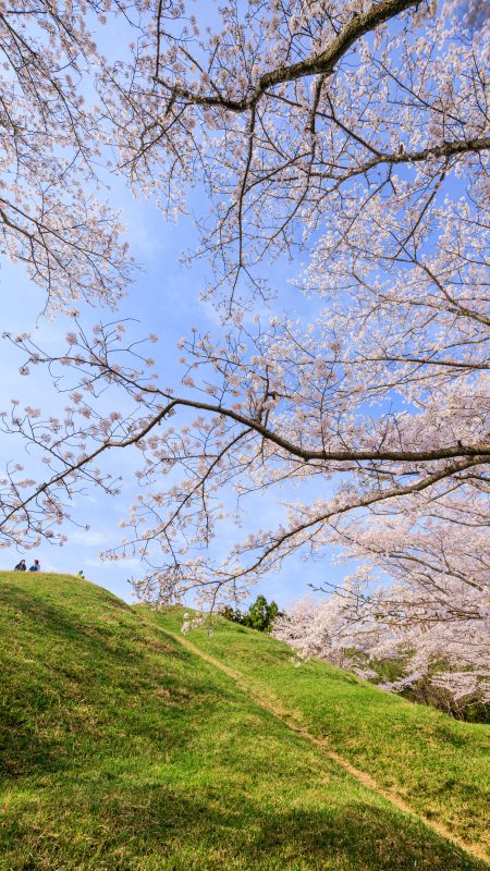 明合古墳の写真「古墳でお花見」