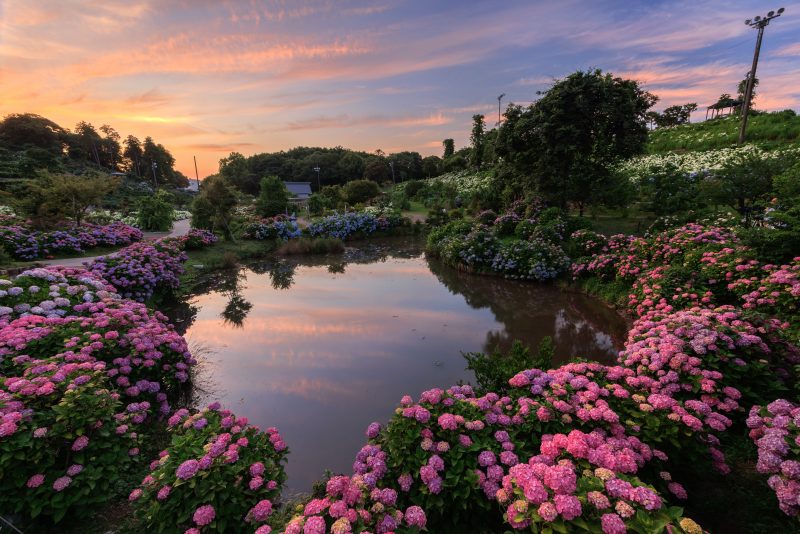 かざはやの里の写真「ハート池を囲む紫陽花と夕陽」