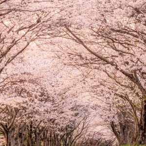 夕暮れの桜並木