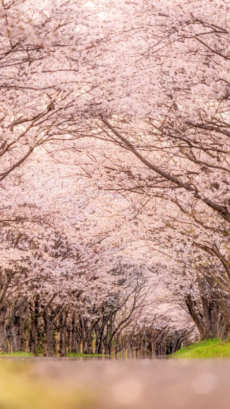 無料スマホ壁紙「夕暮れの桜並木」