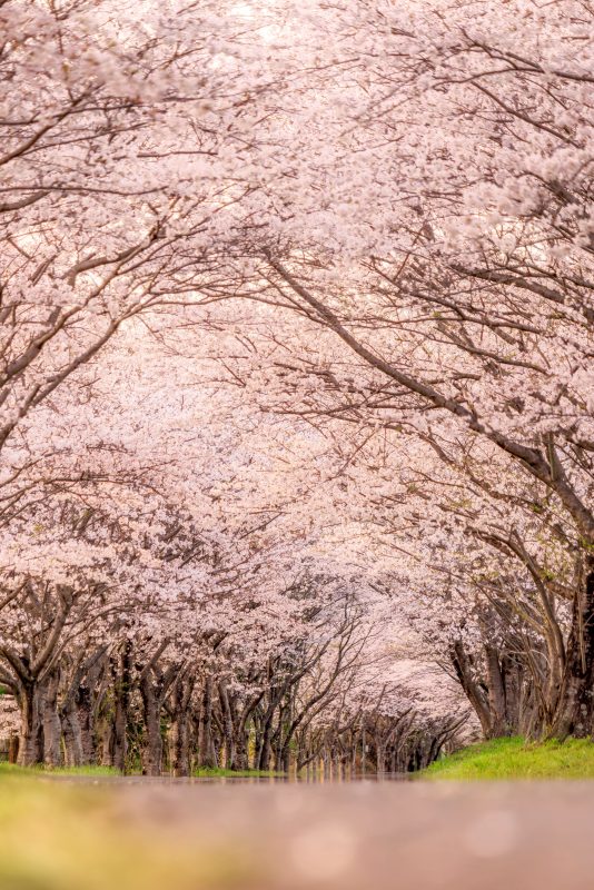 北神山花街道の写真「夕暮れの桜並木」