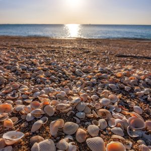 千代崎海岸の写真「朝日を浴びる貝殻と砂浜」