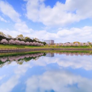 中勢グリーンパークの写真「桜並木と青空が映る池」