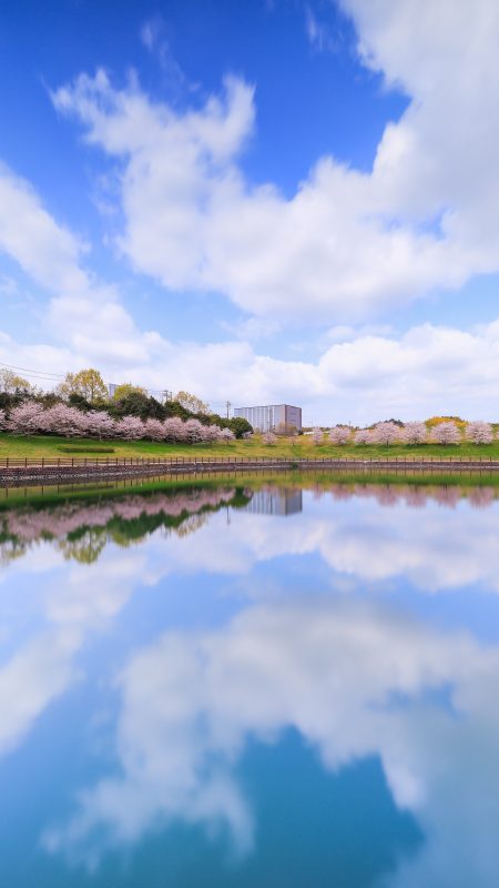 中勢グリーンパークの写真「桜並木と青空が映る池」