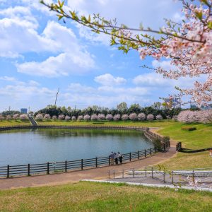 調整池の桜並木