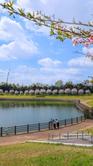調整池の桜並木