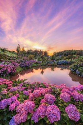 かざはやの里の写真「ハート池と夕焼けに染まる紫陽花」