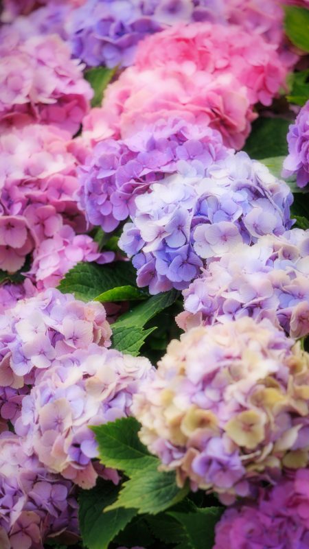 無料スマホ壁紙「シャビーシックに染まる紫陽花」