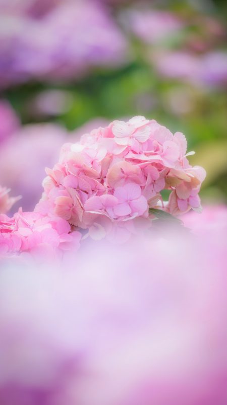 無料スマホ壁紙「シャビーシックなピンク紫陽花」