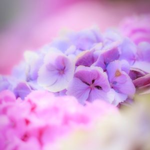 アンティークな紫色の紫陽花