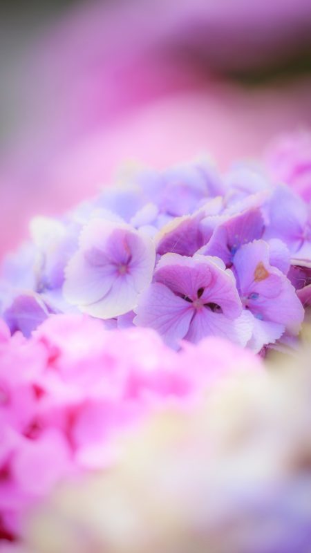 無料スマホ壁紙「アンティークな紫色の紫陽花」
