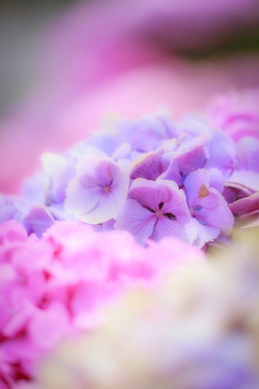 かざはやの里の写真「アンティークな紫色の紫陽花」