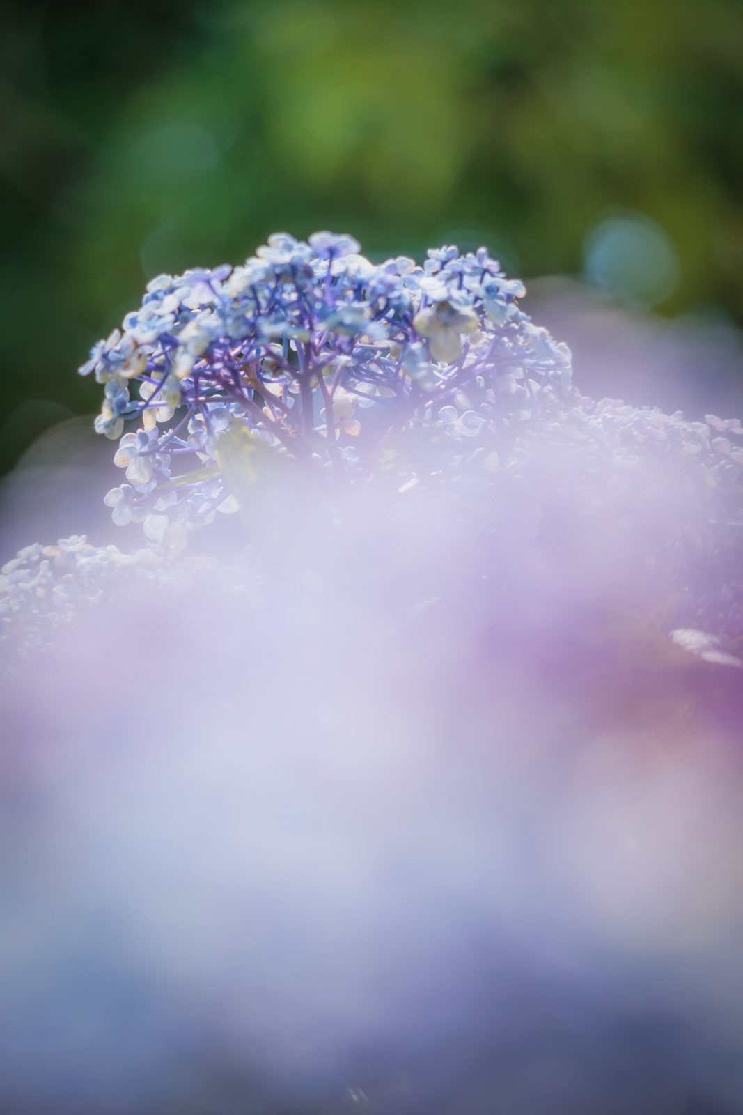 かざはやの里の写真「青色のアンティークな紫陽花」