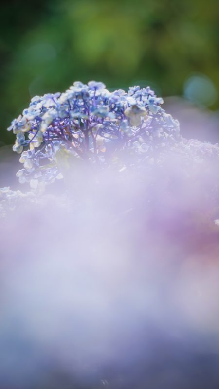 無料スマホ壁紙「青色のアンティークな紫陽花」