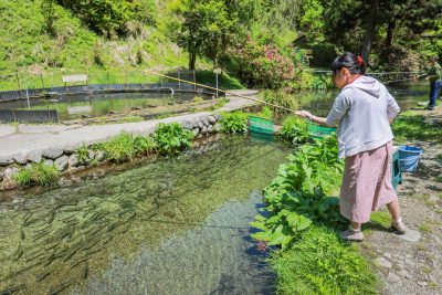 大吉あまごセンターの写真「人工渓流の釣り堀」