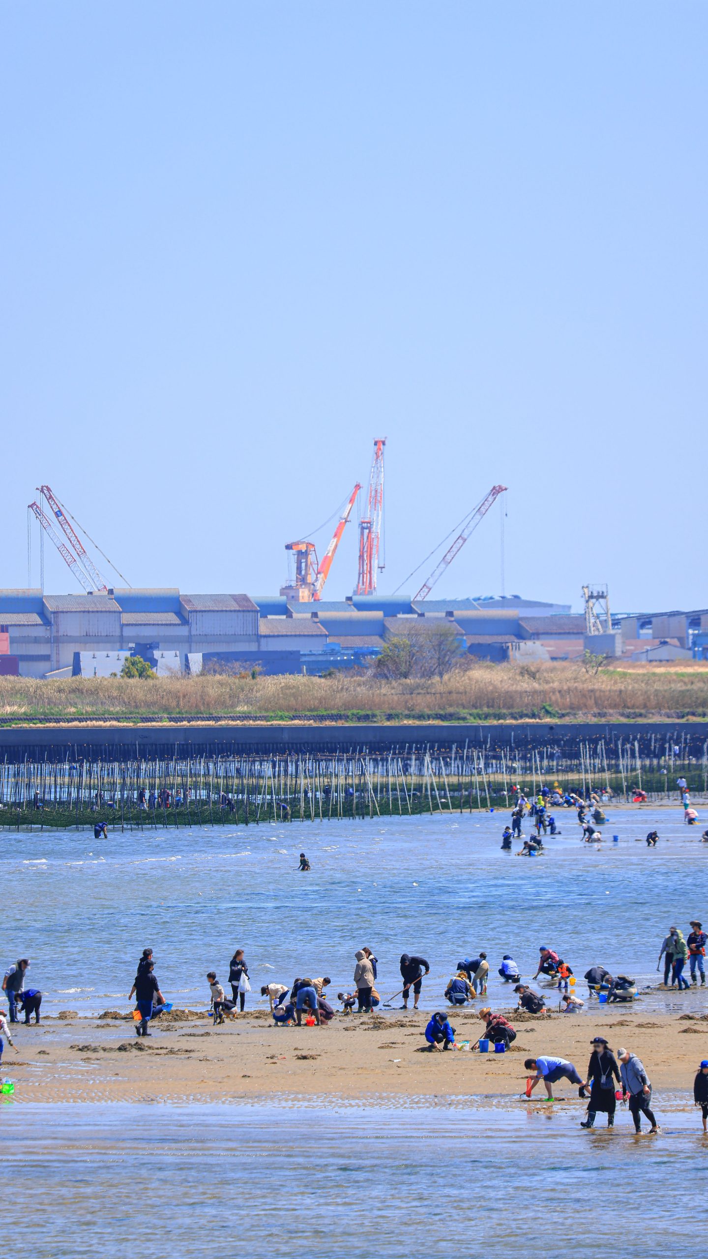 無料スマホ壁紙 潮干狩りを楽しむ様子。AndroidとiPhoneに対応した4K高画質の無料待ち受け画像。三重県津市の御殿場海岸で撮影したフリー写真素材