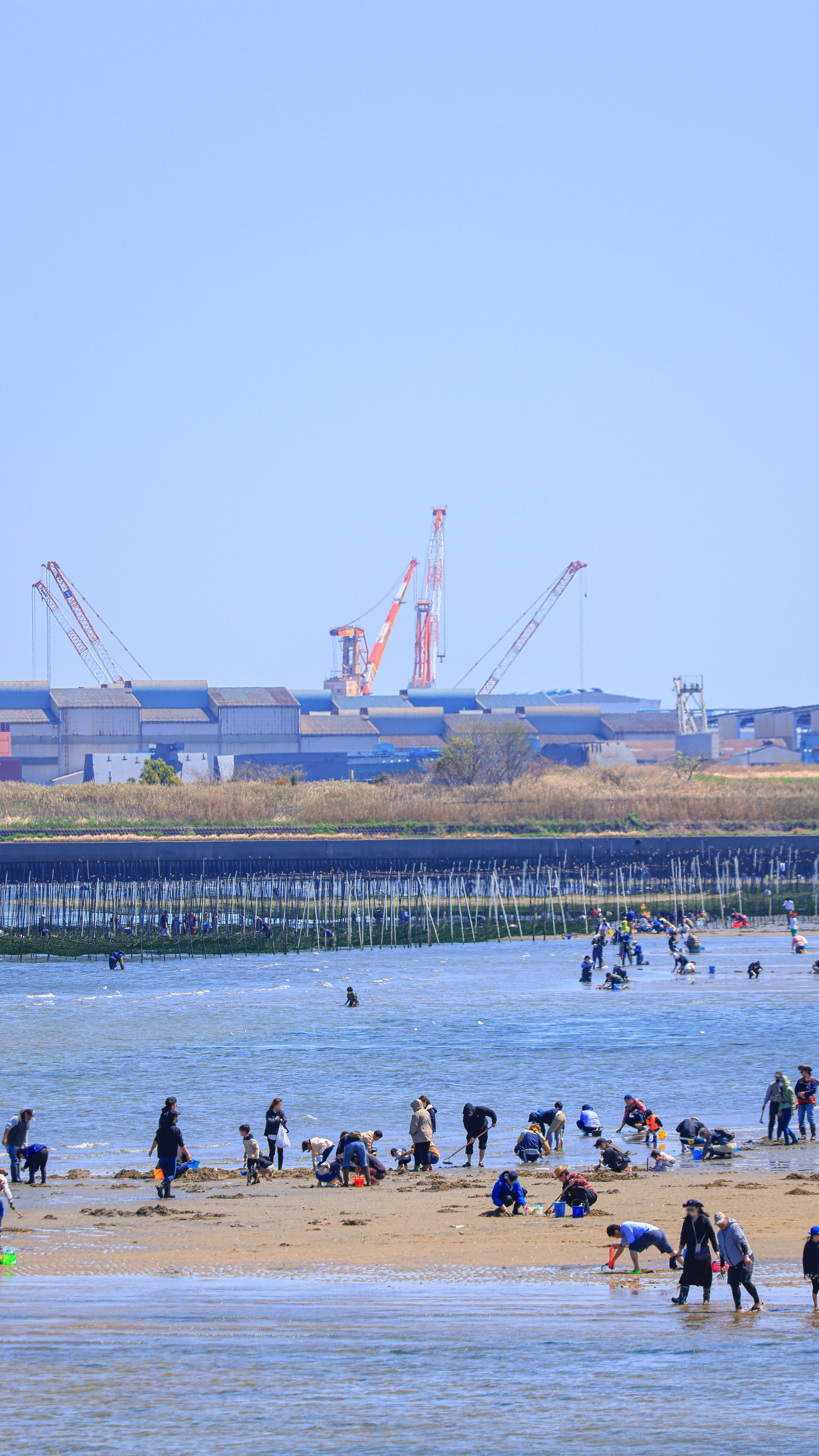 無料スマホ壁紙 潮干狩りを楽しむ様子。AndroidとiPhoneに対応した4K高画質の無料待ち受け画像。三重県津市の御殿場海岸で撮影したフリー写真素材