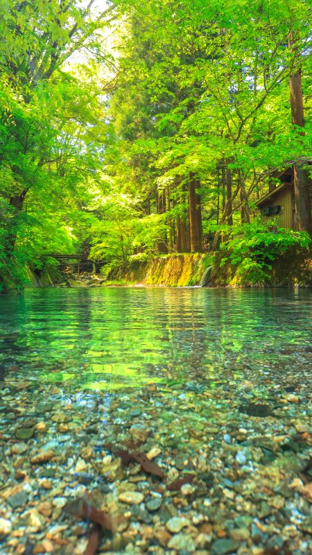 無料スマホ壁紙「坂本川と新緑」