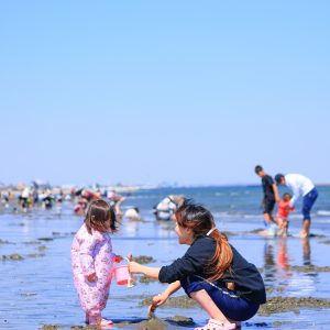 御殿場海岸の写真「潮干狩りを楽しむ親子」
