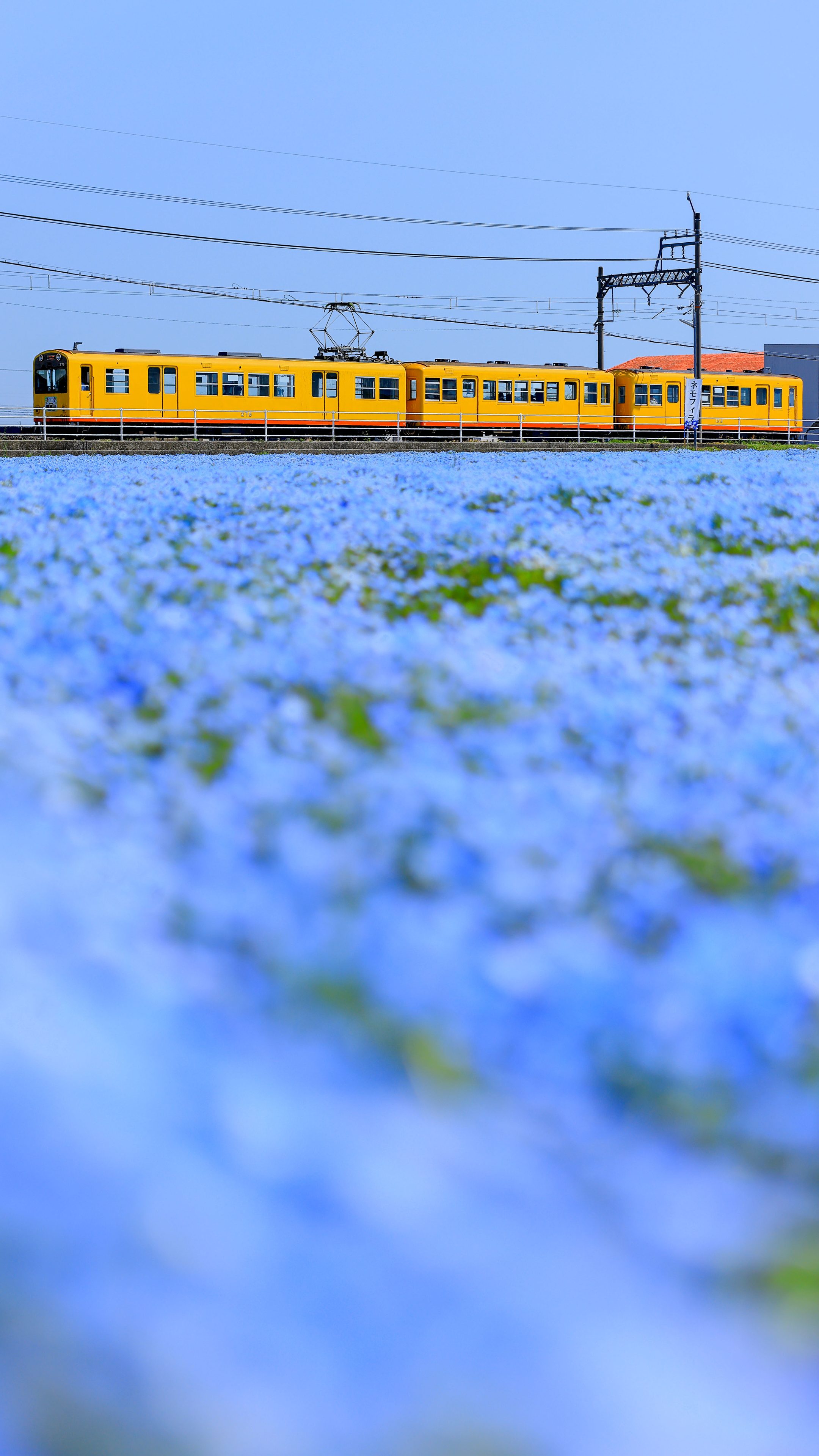 無料スマホ壁紙 イエロー列車とネモフィラ畑。AndroidとiPhoneに対応した4K高画質の無料待ち受け画像。三重県いなべ市の大泉駅近くのネモフィラ畑で撮影したフリー写真素材