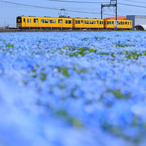 大泉駅近くのネモフィラ畑の写真「イエロー列車とネモフィラ畑」