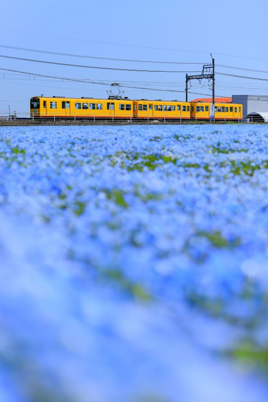 大泉駅近くのネモフィラ畑の写真「イエロー列車とネモフィラ畑」