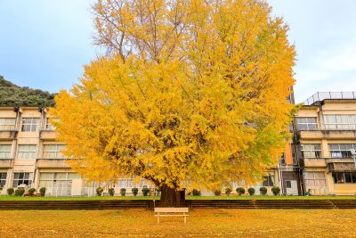 旧穂原小学校の大イチョウの写真「校舎より高いイチョウ」