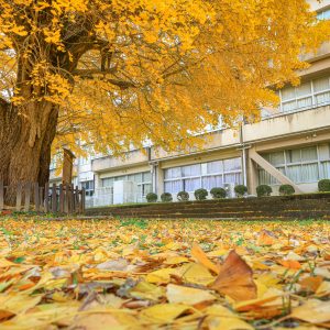フリー写真素材「イチョウの絨毯」