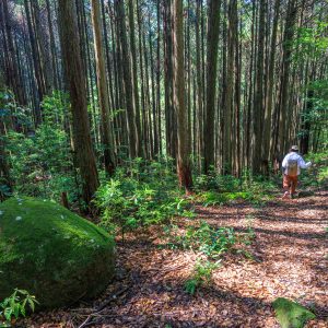 盛松の写真「整備された登山道」