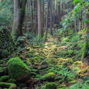 盛松の写真「棚田の水路だった川」