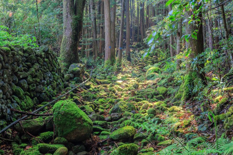 盛松の写真「棚田の水路だった川」