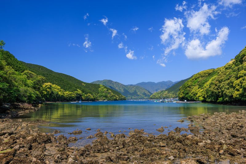 盛松の写真「大地浜の新緑と青空」