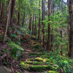 盛松の写真「熊野古道みたいな登山道」