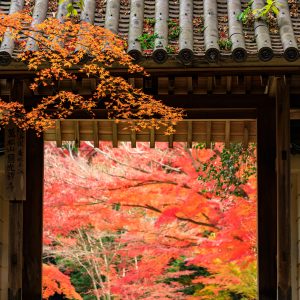 円光寺の写真「山門の先は紅葉の屏風」