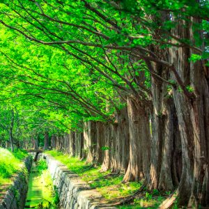 石垣池公園の写真「新緑のメタセコイア並木」
