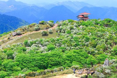 御在所ロープウエイの写真「満開のシロヤシオと御嶽神社」
