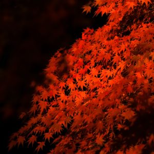 円光寺の写真「真っ赤に色づく紅葉」