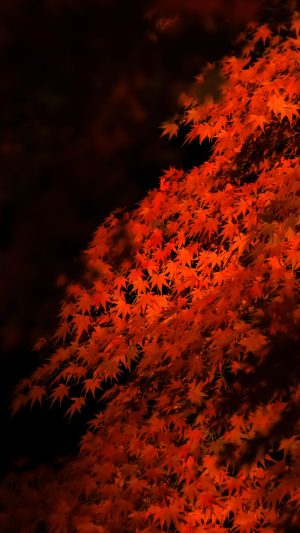 無料スマホ壁紙「真っ赤に色づく紅葉」