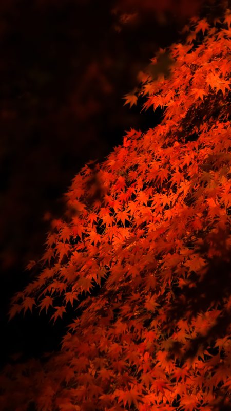 無料スマホ壁紙「真っ赤に色づく紅葉」