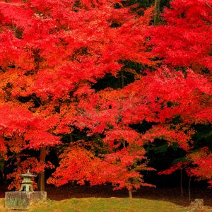 しだれ紅葉の壁