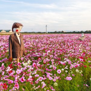 笠松町のコスモス畑の写真「地元小学生による手作りのカカシ」