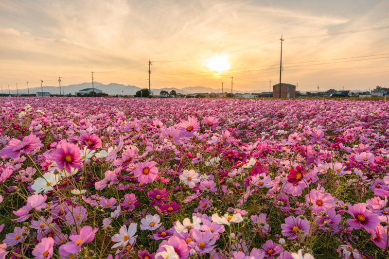 笠松町のコスモス畑の写真「夕焼けが美しいコスモス畑」