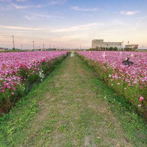 無料壁紙 観賞スペースのあぜ道。PCとデスクトップ壁紙に最適な4K高画質の無料壁紙。三重県松阪市の笠松町のコスモス畑で撮影したフリー写真素材